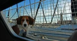 Talamex Railingnet (per 10M) 5 Talamex Railingnet (per 10M) -Schepen Product Winkel Afbeelding 05 72795000 2 2